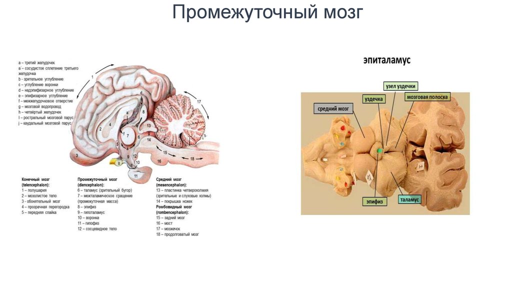 Нервы промежуточного мозга. Промежуточный мозг. Промежуточный мозг животных. Эпиталамус мозг. Эпиталамус животных.