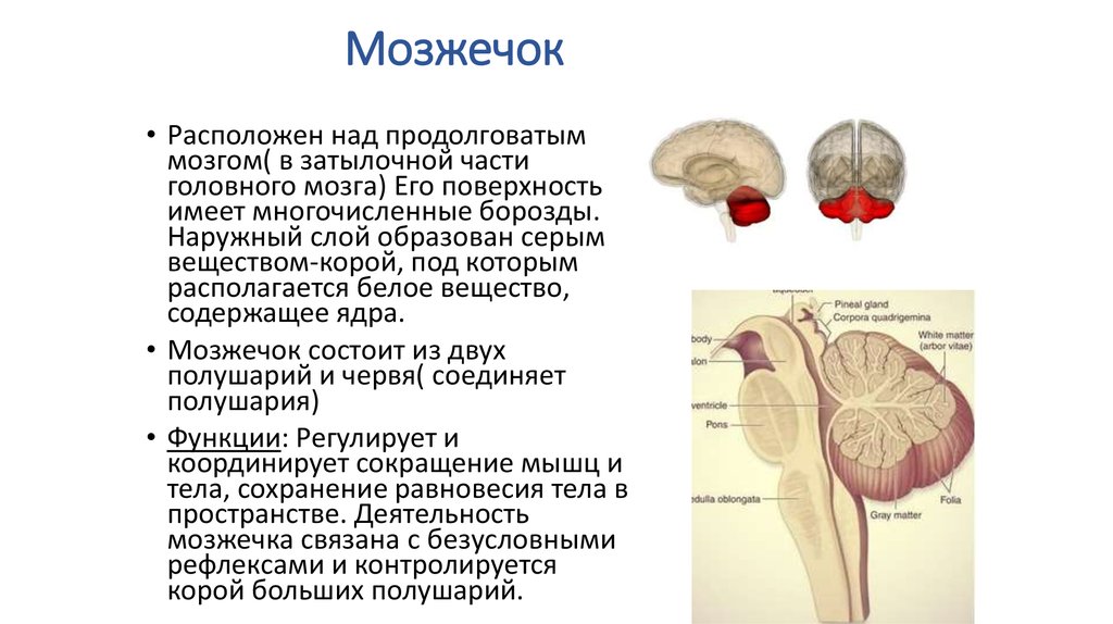 Какие центры в мозжечке. Продолговатый мозг и мозжечок. Мозжечок затылочные доли. Нервная система мозжечок.