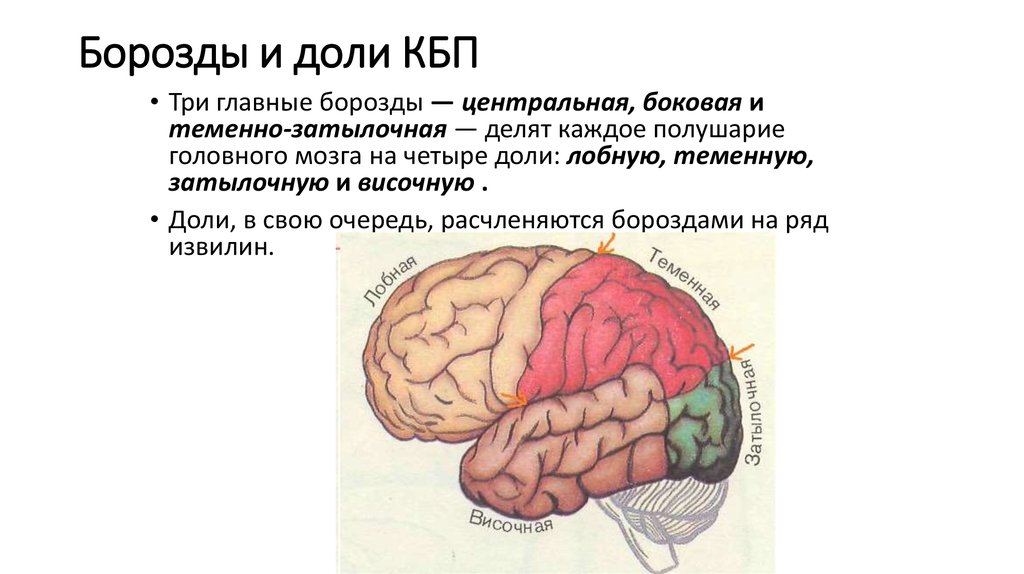 Функции затылочного мозга. Головной мозг КБП зоны и доли. Доли КБП головного мозга и их функции.