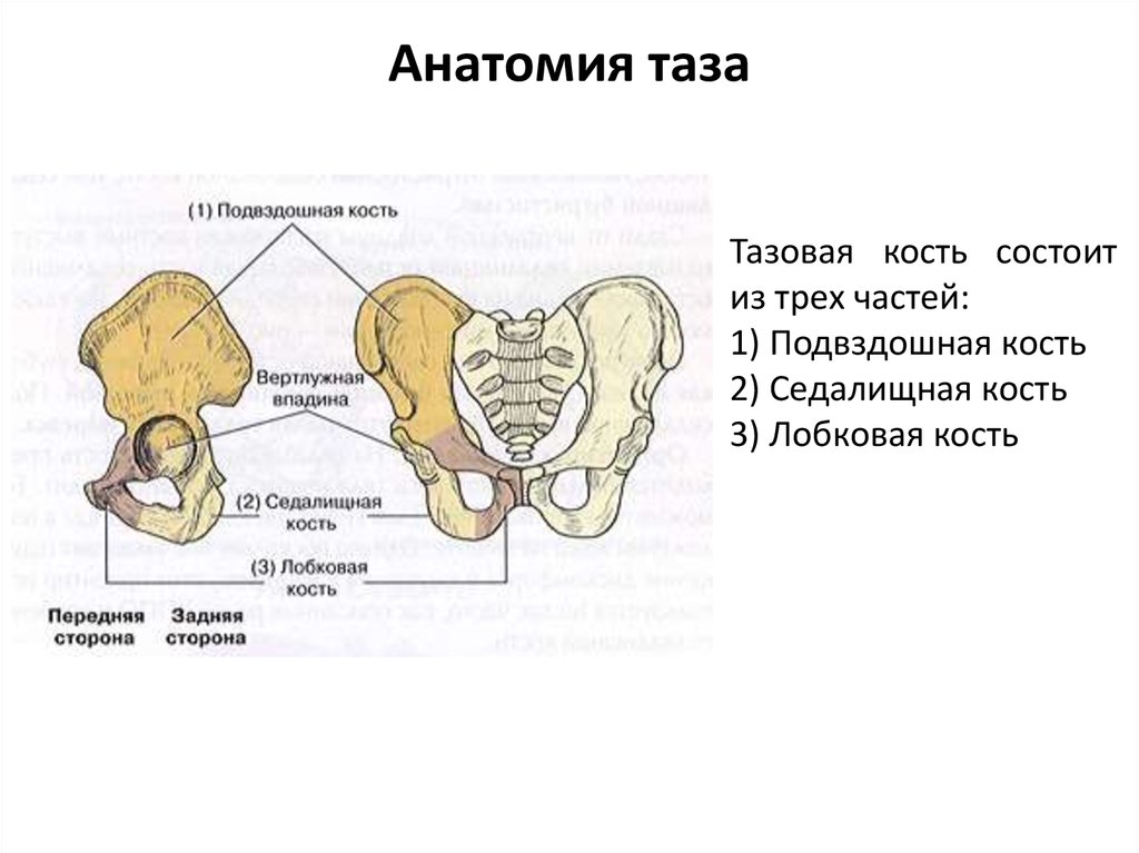 Анатомия таза