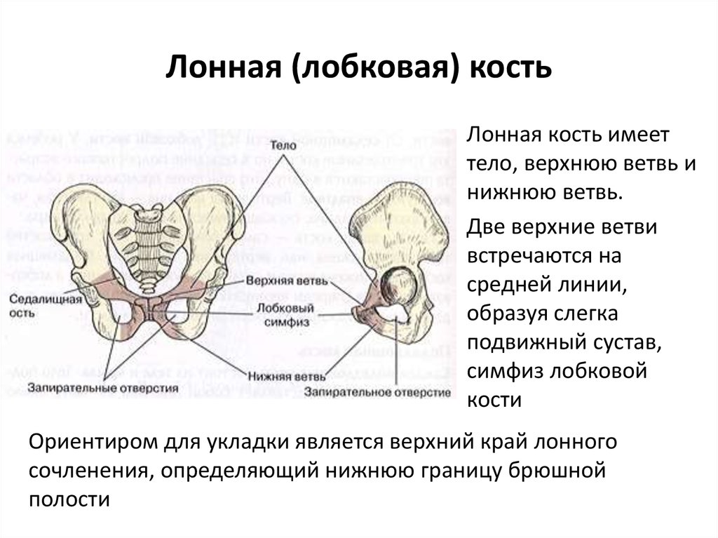Лобковая область мужчины. Строение костей таза лонная кость. Лобковая кость ветви анатомия. Лобковая кость таза анатомия. Таз анатомия строение седалищная кость.