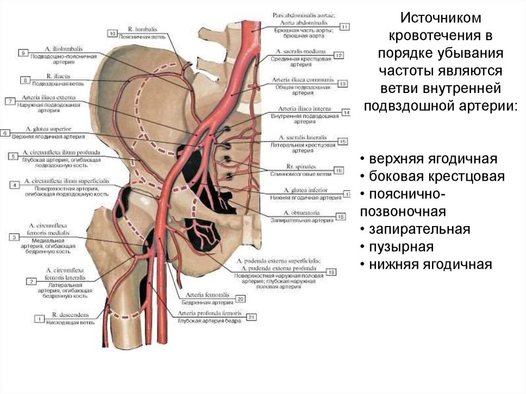 Правая подвздошная артерия. Наружная подвздошная артерия анатомия и топография. Ветви общей подвздошной артерии таблица. Ветви общей подвздошной артерии схема. Наружная подвздошная артерия и ее ветви анатомия.