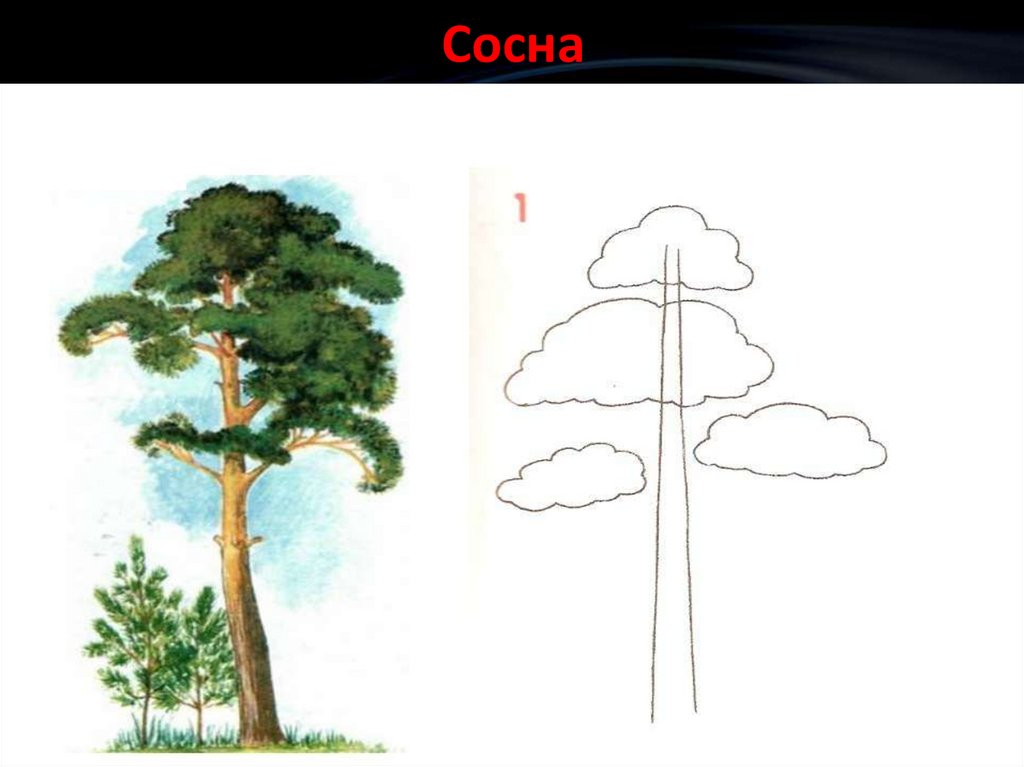 Сосна нарисовать. Сосна рисунок. Как нарисовать сосну. Поэтапное рисование сосны. Сосна рисунок карандашом.