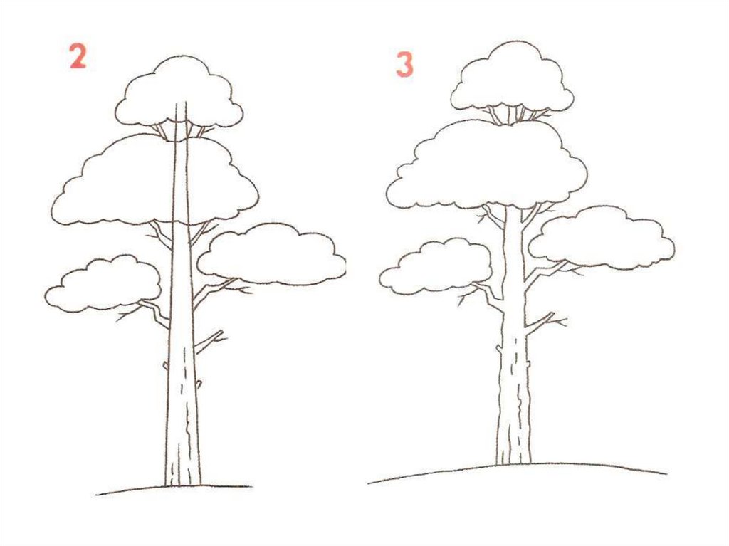Рисование деревьев поэтапно
