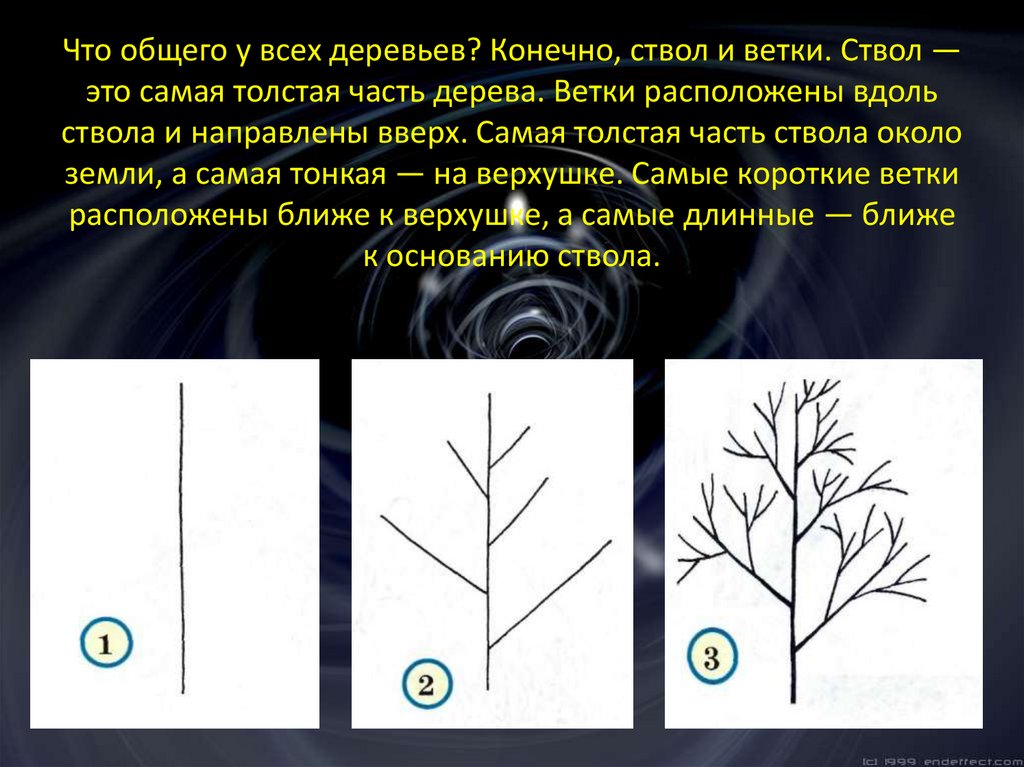 Что общего у всех деревьев? Конечно, ствол и ветки. Ствол — это самая толстая часть дерева. Ветки расположены вдоль ствола и