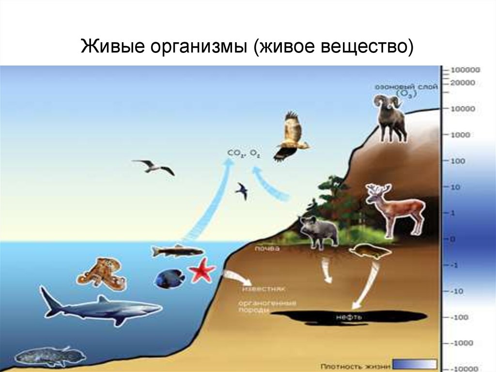 Роль живых организмов в биосфере презентация