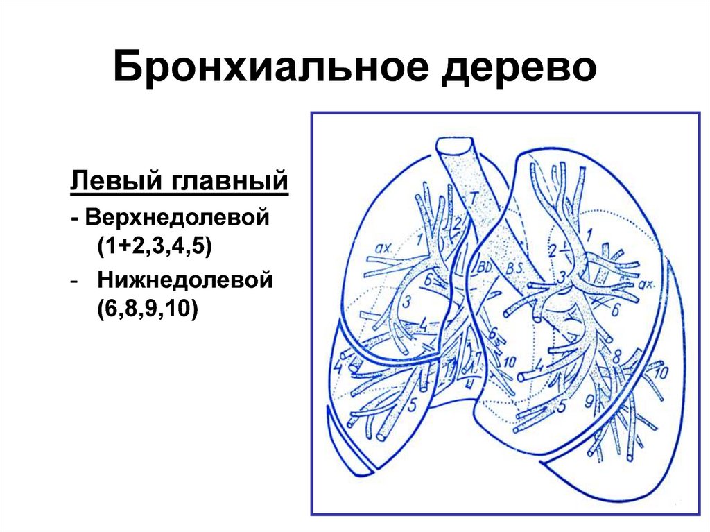 Усиление бронхиального рисунка