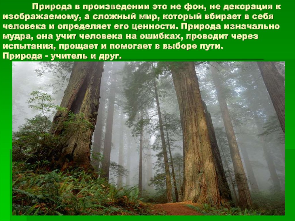Какую роль играет природа в произведениях. Аменсализм в природе. Высокие кроны деревьев в лесу аменсализм. Аменсализм человек и природа. Аменсализм это в биологии.