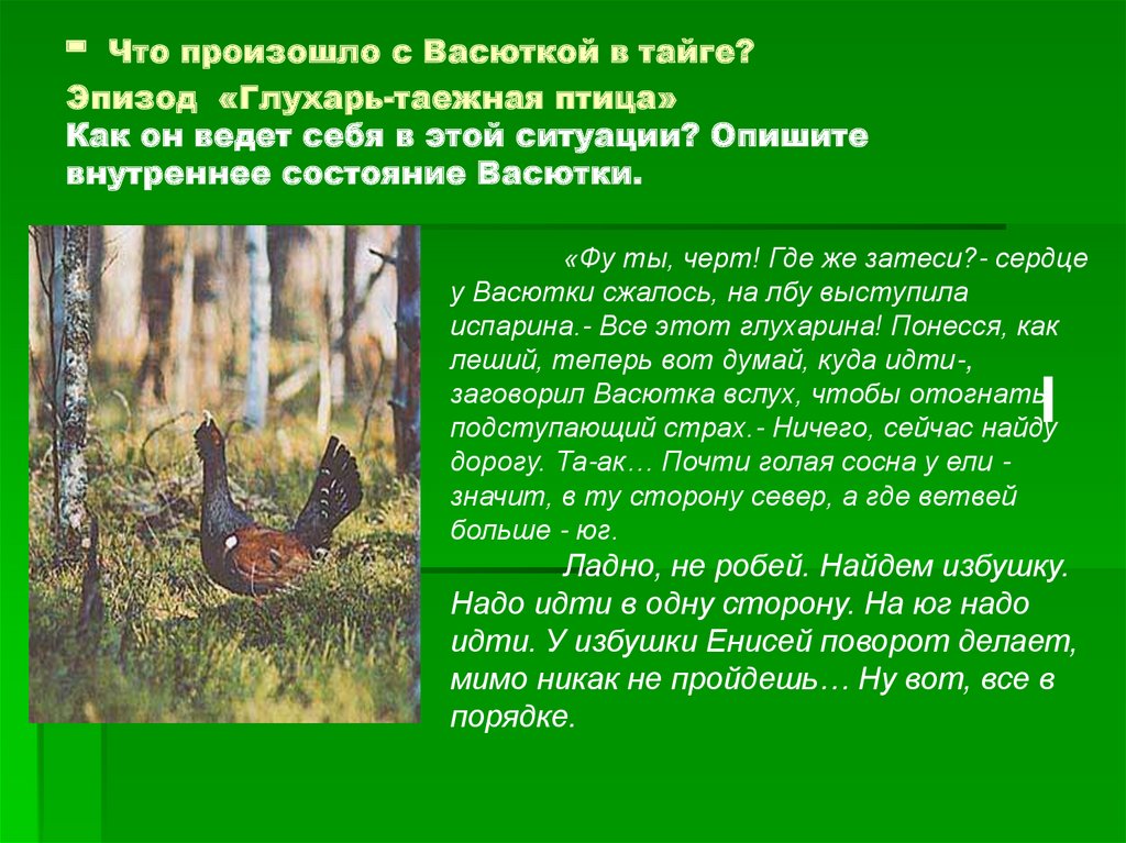 Кого назвал васютка в тайге ведьмой проклятой. Васюткино озеро Глухарь. Васютка в тайге. Васюткино озеро Глухарь Таежная птица. Васютка и Глухарь.