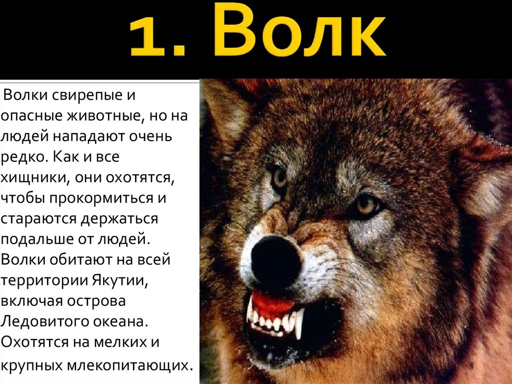 Волк годы жизни. Волк опасность для человека. Опасные животные волк. Интересное про Волков.