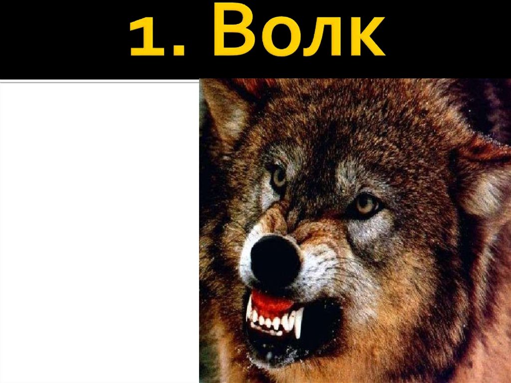 1. Волк