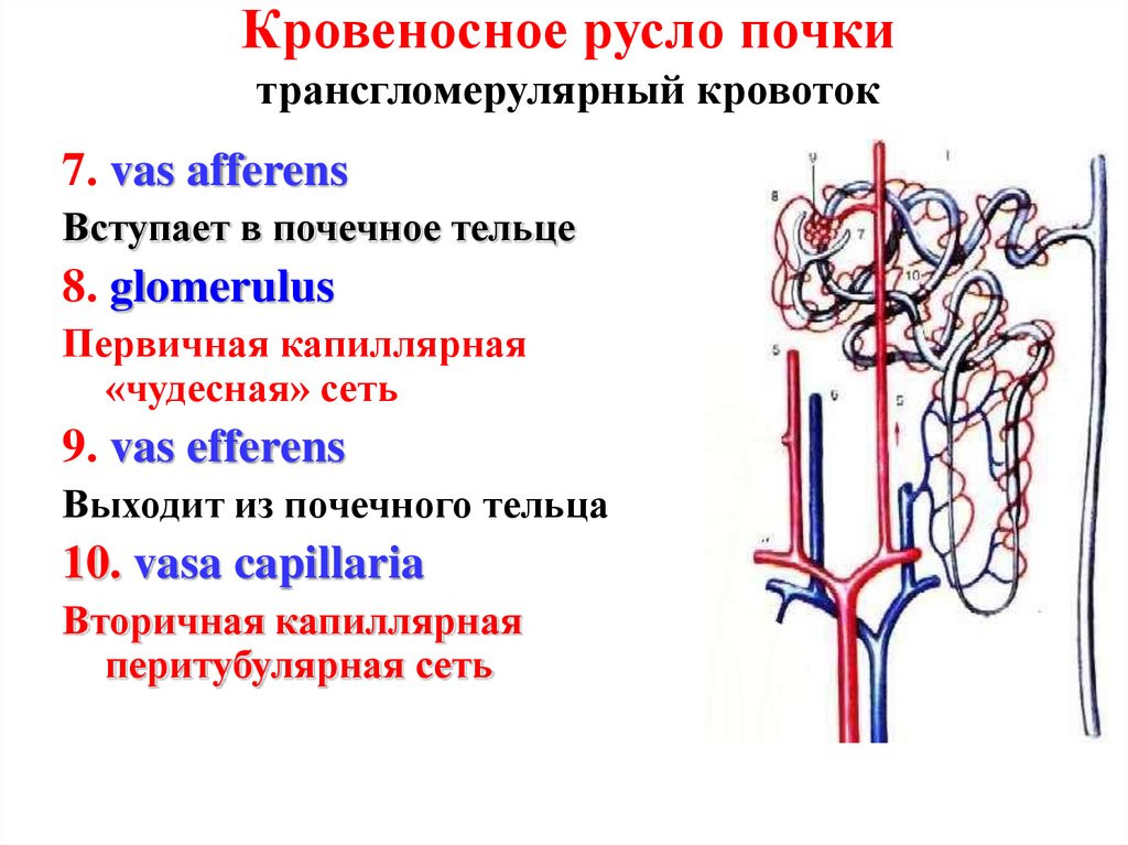 Мочевыделительная система и магистральные кровеносные сосуды рисунок