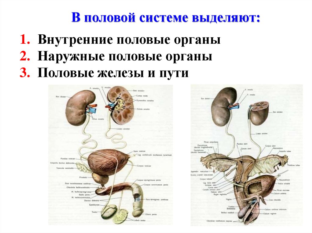 Мочеполовая система анатомия. Мочеполовая система строение и функции. Мочеполовая система половые органы. Строение и функции мочевыделительной и половой системы. Внутренние схема Мочеполовая система.