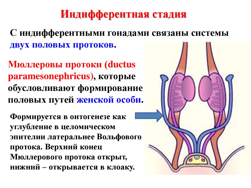 Развитие органов женской половой системы. Индифферентная стадия развития гонад. Мюллеров проток эмбриональная. Эмбриогенез гонад. Индифферентная стадия развития половых систем.
