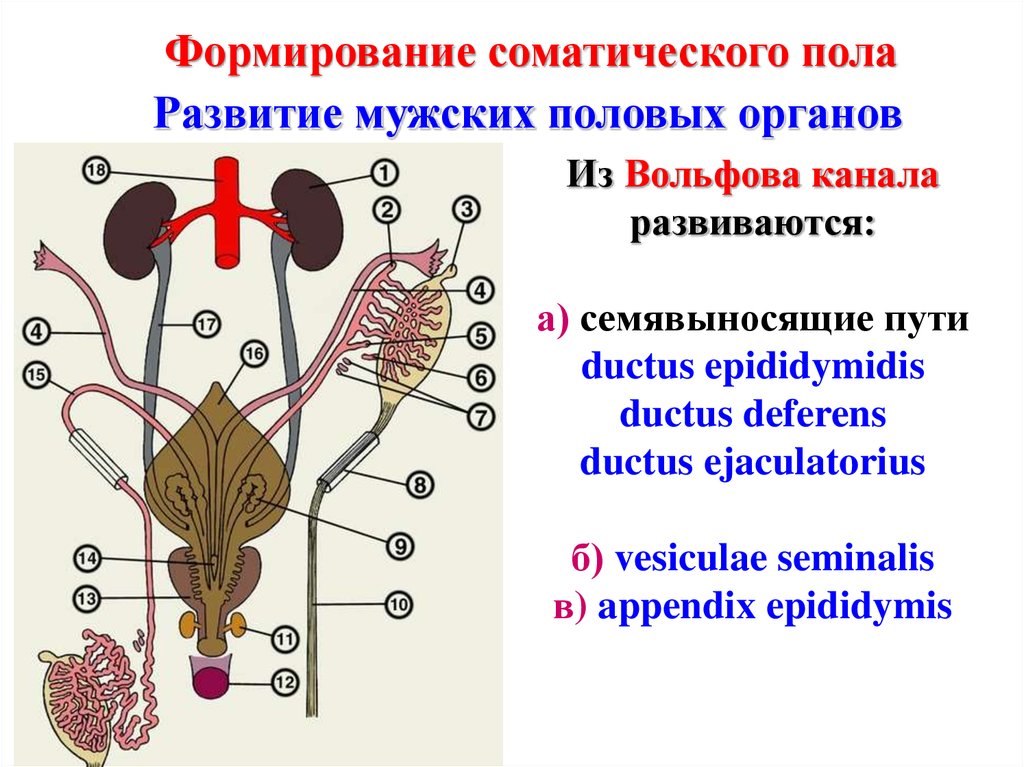 Половая система человека биология 8 класс. Развитие мужской половой системы анатомия. Мужская половая система эмбриология. Эмбриогенез половых органов. Строение репродуктивной системы.