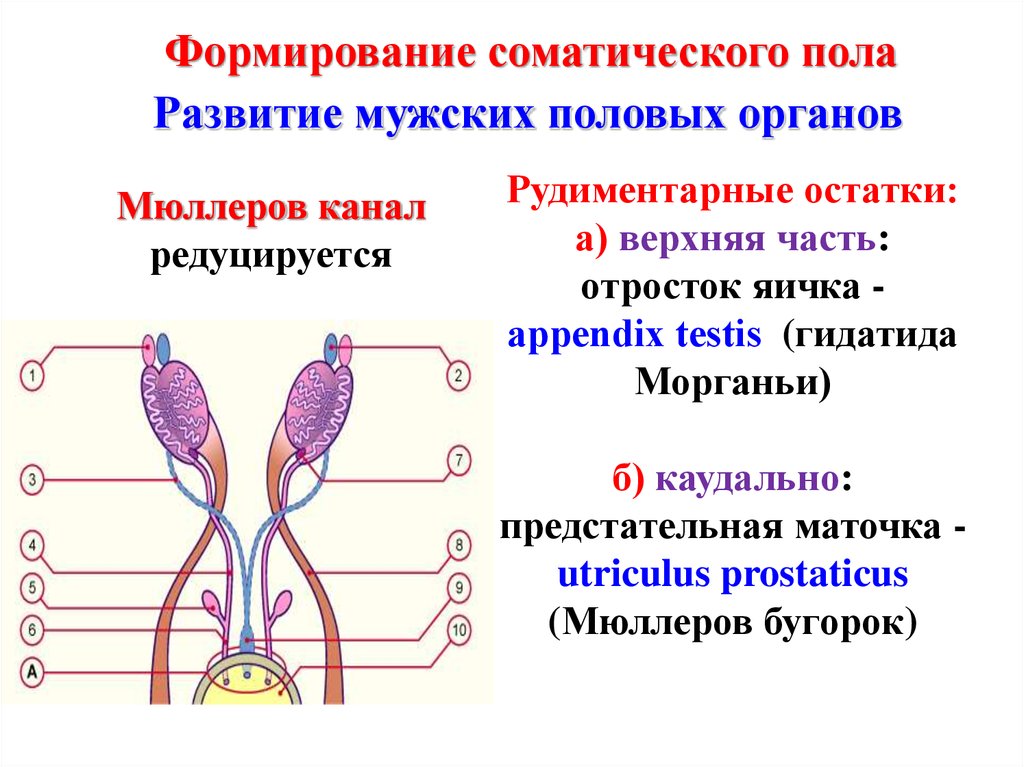 Название мужских и женских органов. Развитие мужской половой системы анатомия. Развитие мужской половой системы в эмбриогенезе. Формирование женской половой системы. Схема развития женской половой системы.