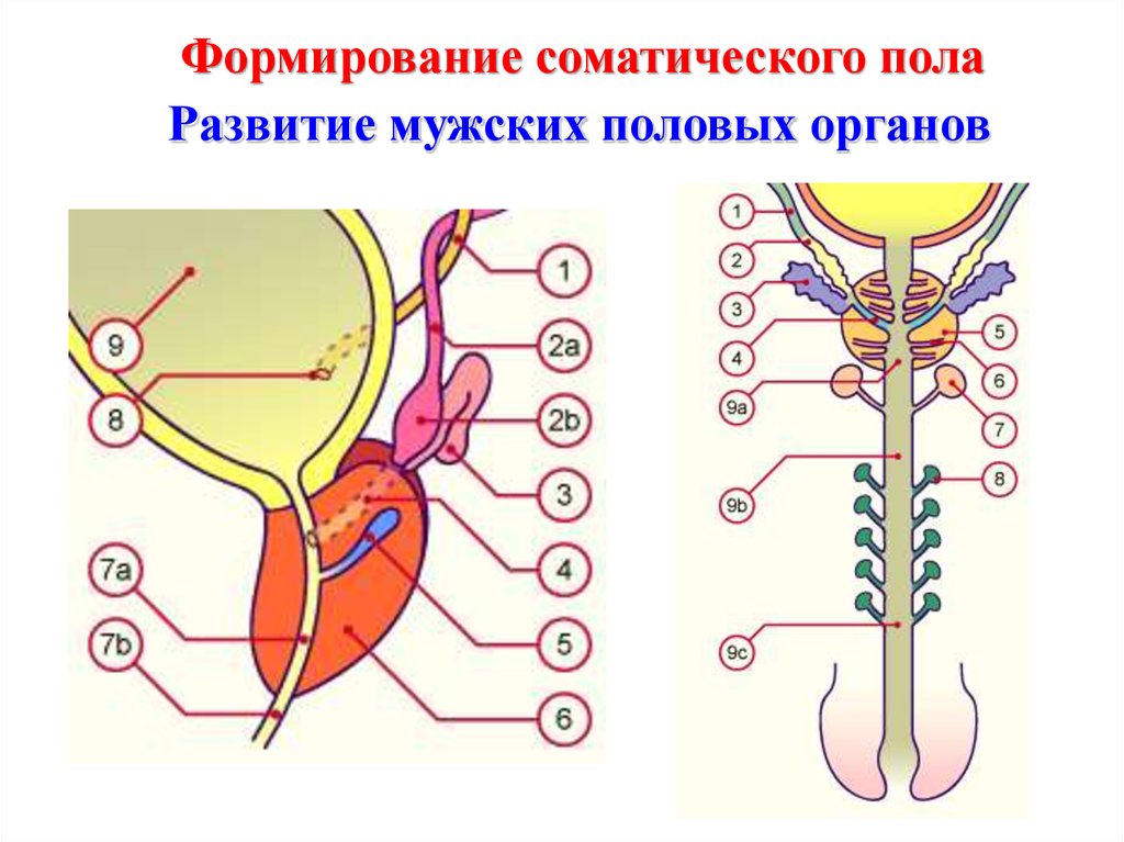 Половые органы мочевой системы. Половая система. Органы мочеполовой системы. Эмбриогенез мочевыделительной системы. Формирование соматического пола.