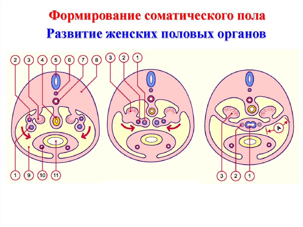 Развитие органов женской половой системы. Формирование соматического пола. Эмбриогенез половой системы. Схема развития женских органов. Эмбриональное развитие женских половых органов.