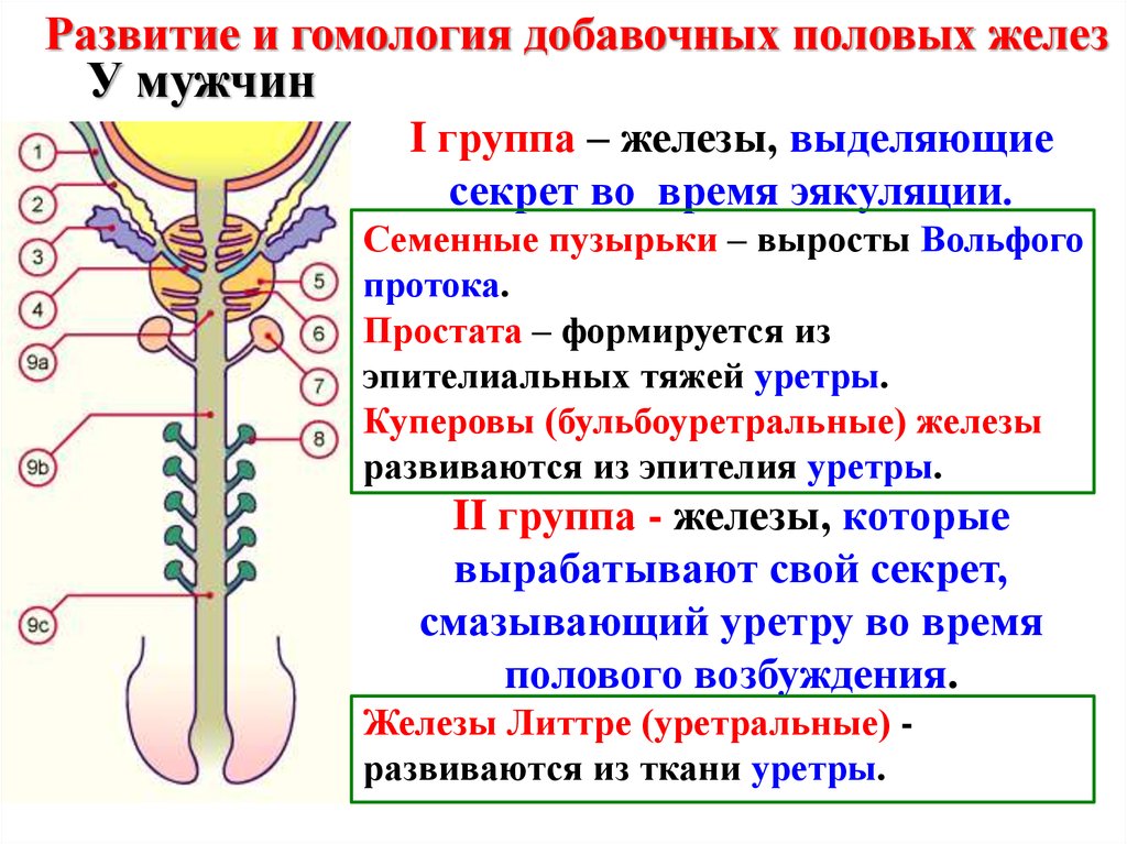 Железы женских половых органов. Бульбоуретральные железы функция. Куперовы железы строение. Секрет бульбоуретральной железы. Куперовы (бульбоуретральные) железы.