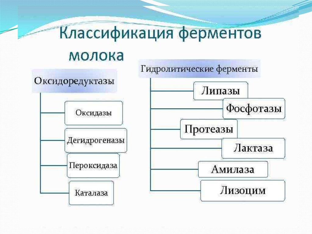 Гидролитические ферменты. Классификация ферментов молока. Гидролитические ферменты молока. Грилотические ферменты.