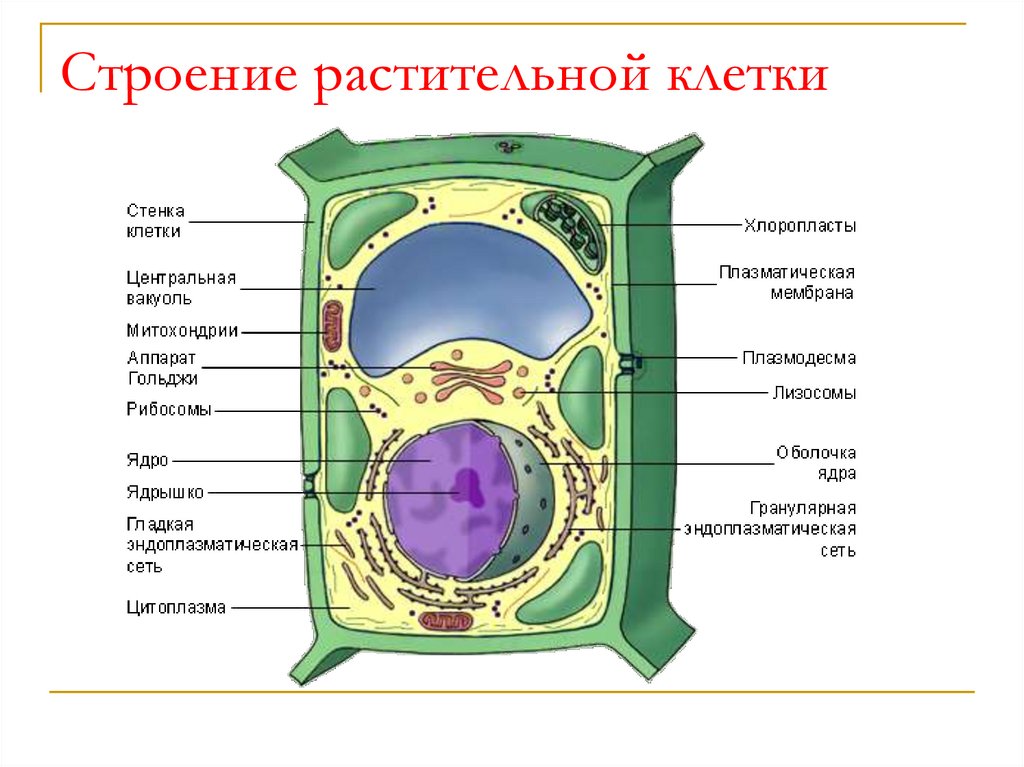 Презентация растительная клетка 5 класс