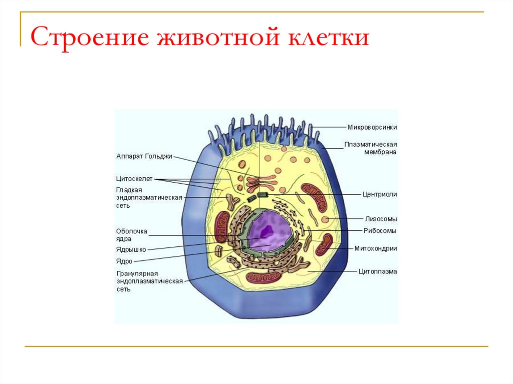 Животная клетка 10 класс биология. Строение животной клетки рисунок биология. Строение животной клетки 9 класс биология. Строение животной клетки 9 класс биология рисунок с подписями. Схема строения клетки животного.