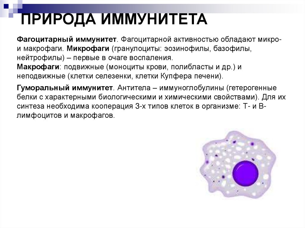 Активность клетки. Клетки, обладающие фагоцитарной активностью:. Фагоцитарной активностью обладают клетки крови. Какие клетки обладают фагоцитарной активностью. Фагоцитарной активностью не обладают клетки.