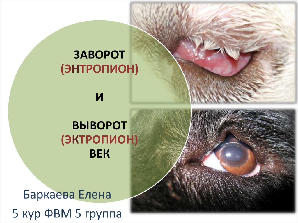 Заворот века у мейн куна симптомы и лечение фото