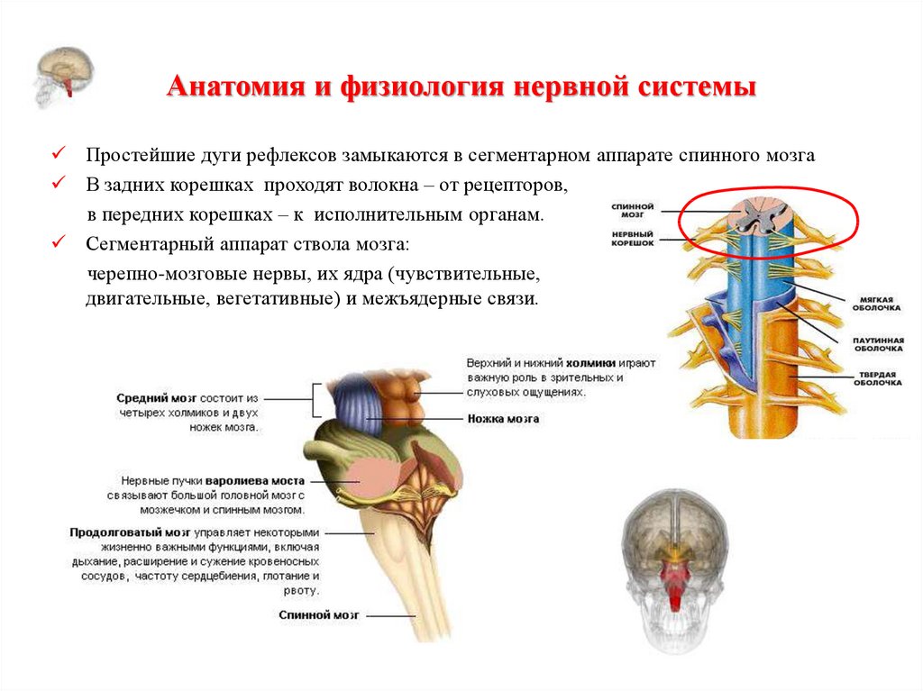 Строение спинного мозга нерва. Черепные нервы анатомия продолговатый мозг. Анатомия и физиология ЦНС головной мозг. ЦНС И ПНС анатомия и физиология человека. 4. Функциональная анатомия и физиология нервной системы..