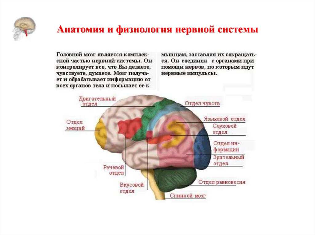 Низших отделов мозга. Анатомия и физиология нервной системы. Речевой отдел мозга. Краткие сведения об анатомии и физиологии человека. Анатомия и физиология головного мозга.