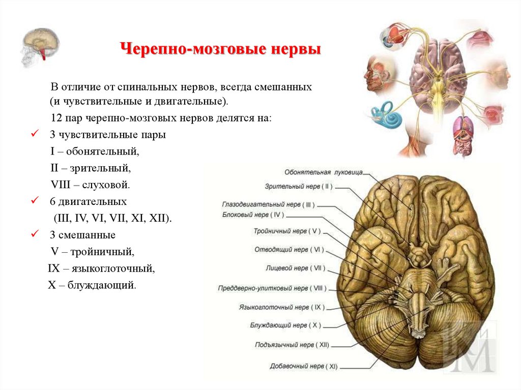 Черепно мозговые нервы являются. Ядра 12 пар черепных нервов анатомия. 12 Пар черепно мозговых нервов. 12 Пар черепно мозговых нервов анатомия. 12 Пар черепных нервов схема.