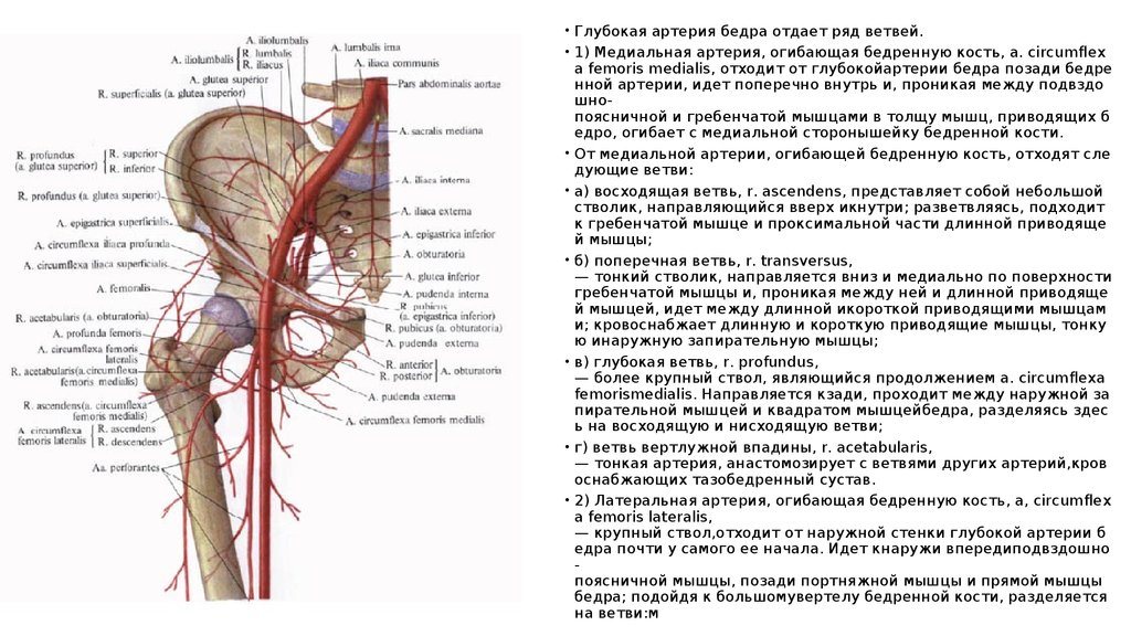 Статья артерия жизни по дну чего. Ветви внутренней подвздошной артерии таблица. Прободающие ветви бедренной артерии. Ветви артерии femoralis. Кровоснабжение тазобедренного сустава схема.