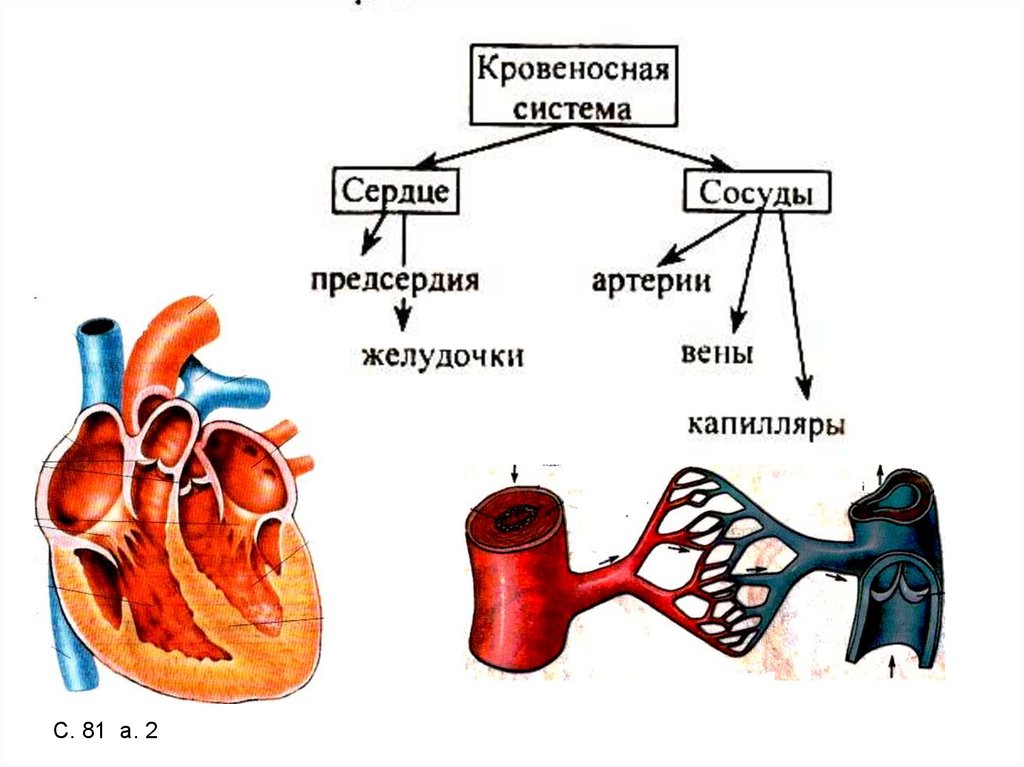 Что образует кровеносную систему человека заполни схему