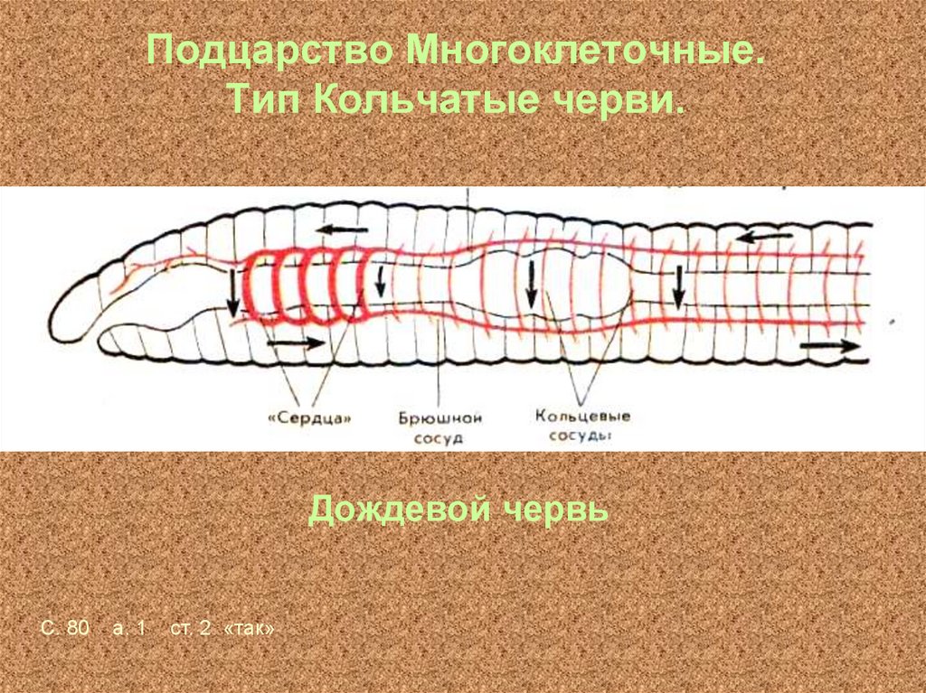 Форма кольчатых червей. Кольчатые черви. Кольчатые черви биология. Классы кольчатых червей. Тип кольчатые черви.