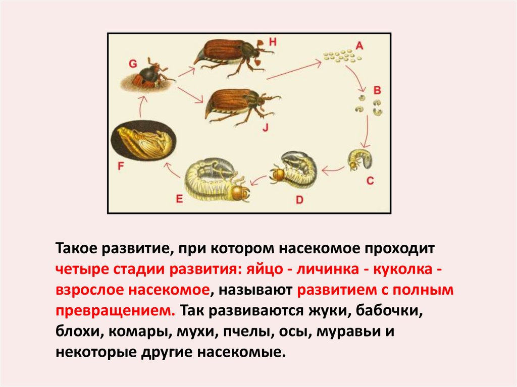 Какое развитие называют развитием