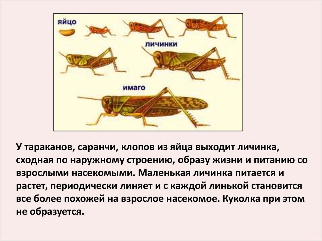 Какой тип развития характерен для саранчи. Размножение и развитие саранчи. Размножение прямокрылых насекомых. Жизненный цикл кузнечика. Особенности строения личинки саранчи.