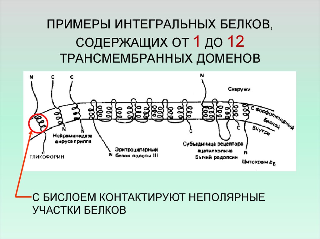 Интегральный белок. Приспры интпигрльныз белков. Интегральные белки примеры. Интегральные и трансмембранные белки. Интегральный белок пример.