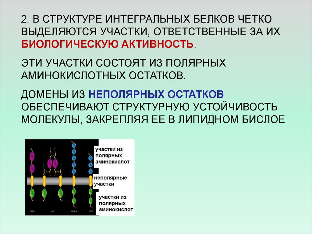 Биологическая активность определение. Строение интегрального белка. План строения интегральных белков. Флуоресцентный анализ белков. Флуоресцентные белки презентация.