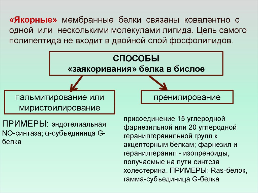 Белок входит в состав мембраны. Мембранные белки. Заякоренные белки мембран. Мембранные белки классификация. Мембранные белки примеры.