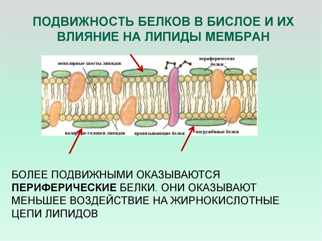 Более подвижнее. Липидный бислой мембраны эритроцитов. Подвижность мембранных белков. Подвижность белков в мембране. Классификация мембранных белков.