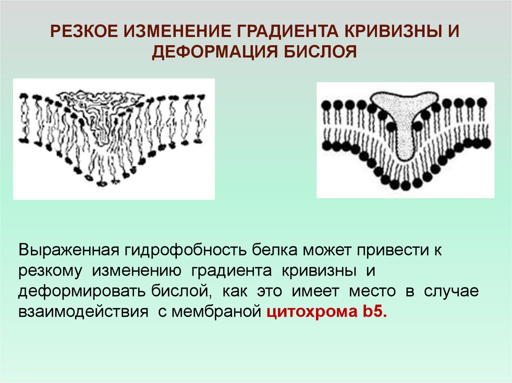 Приводит к резкой смене. Гидрофобность белков. Гидрофобность белка. Бислой. Модификация бислоя белками.