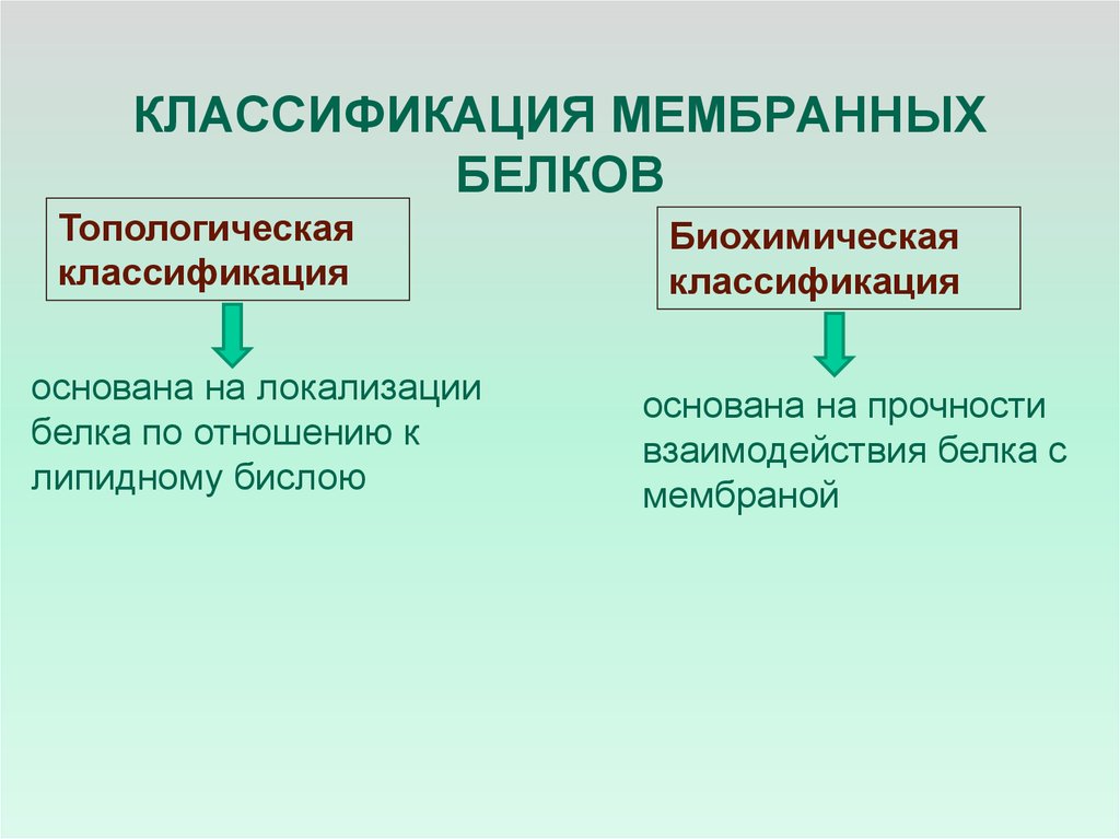 Мембранные белки. Классификация мембранных белков. Биохимическая классификация мембранных белков.. Мембранные белки классификация биохимия. Топологическая классификация мембранных белков.