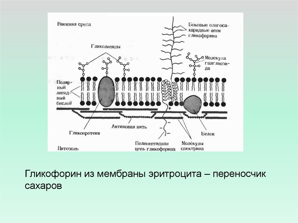 Состав мембран входят белки. Гликофорин из мембраны. Классификация мембранных белков. Белки, находящиеся на поверхности мембраны. Мембранные белки физиология.