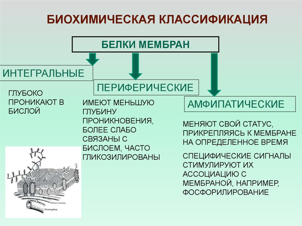 Белки мембраны. Классификация мембранных белков. Биохимическая и топологическая классификация мембранных белков.. Биохимическая классификация белков. Белки классификация биохимия.