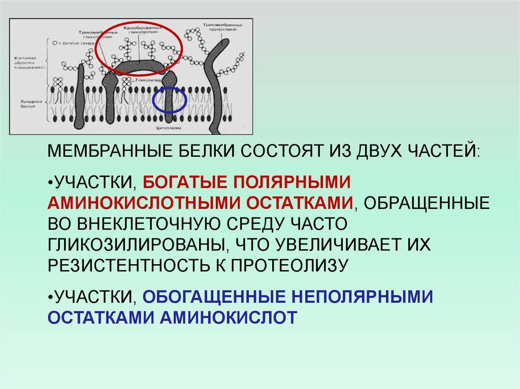 Белки состоят из остатков. Флуоресцентный анализ мембран. Методы исследования белков в мембранах. Участок мембраны богатый полярными аминокислотами.