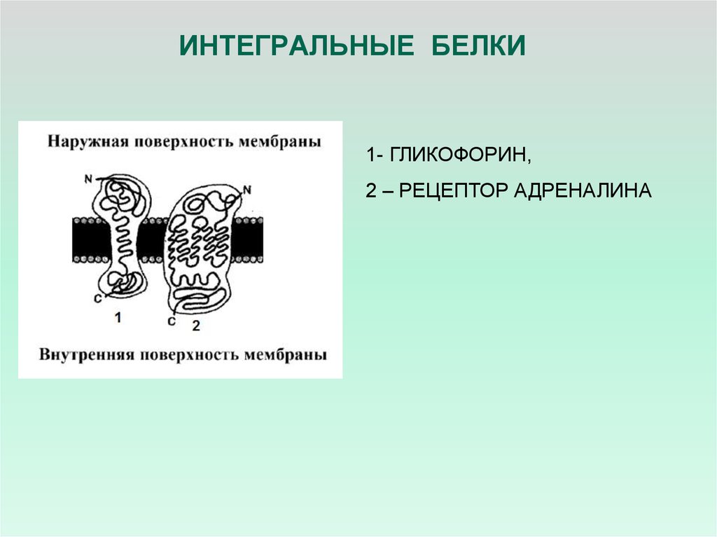 Интегральный белок. Функция интегральных белков мембраны. Интегральные мембранные белки. Функции интегральных белков плазматической мембраны. Интегральные белки мембраны представители.