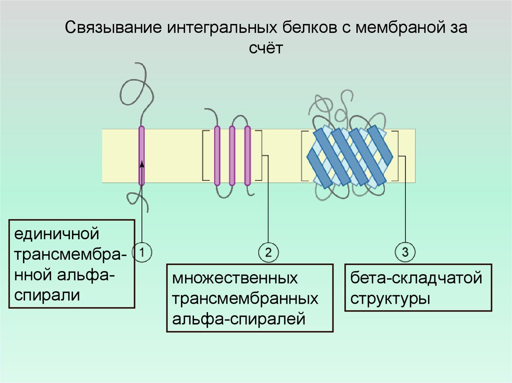 Белки мембраны. Трансмембранные белки мембраны. Трансмембранные домены интегральных белков. Интегральные трансмембранные белки мембраны. Интегральный мембранный белок.