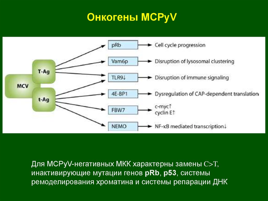 Онкогены MCPyV
