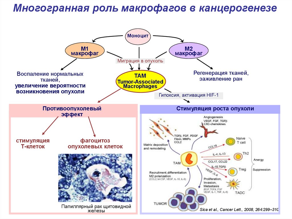 Роль макрофагов. Биологические функции макрофагов. Функции макрофагов иммунология. Миграция макрофагов. Биология нормальной и опухолевой клеток.