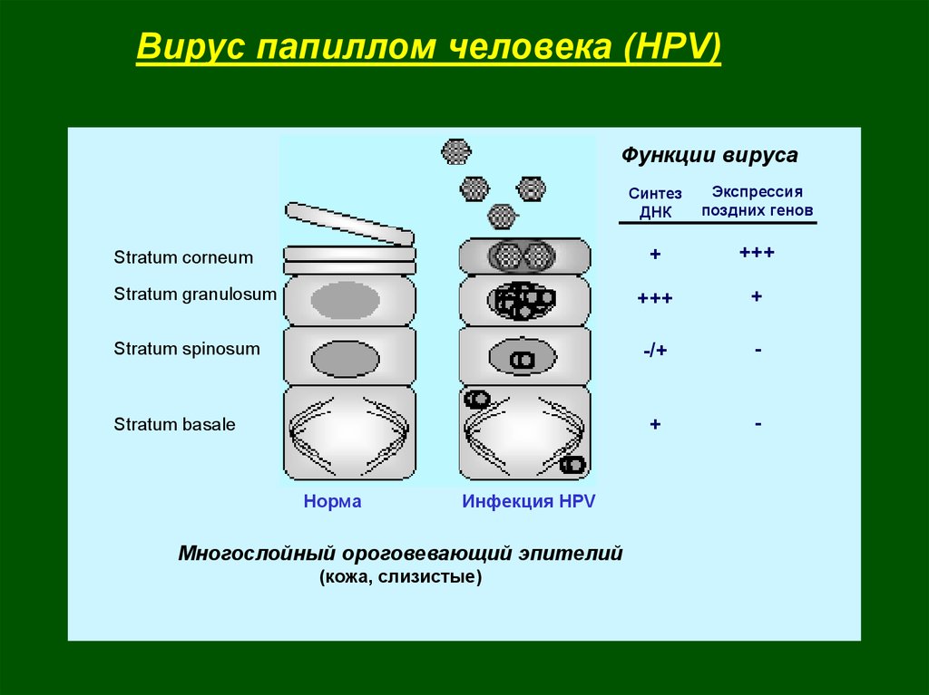 Синтез вирусов. Функционирование вирусов. Функции вирусов. 